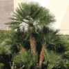 European Fan 25G (import)