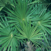Saw Palmetto 25G