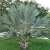 Brahea Armata 45g