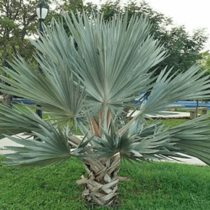 Brahea Armata 45g