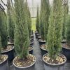 Italian Cypress 15G