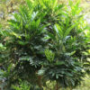 Japanese Fern Tree 25G
