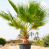 Washingtonia Palm 15G