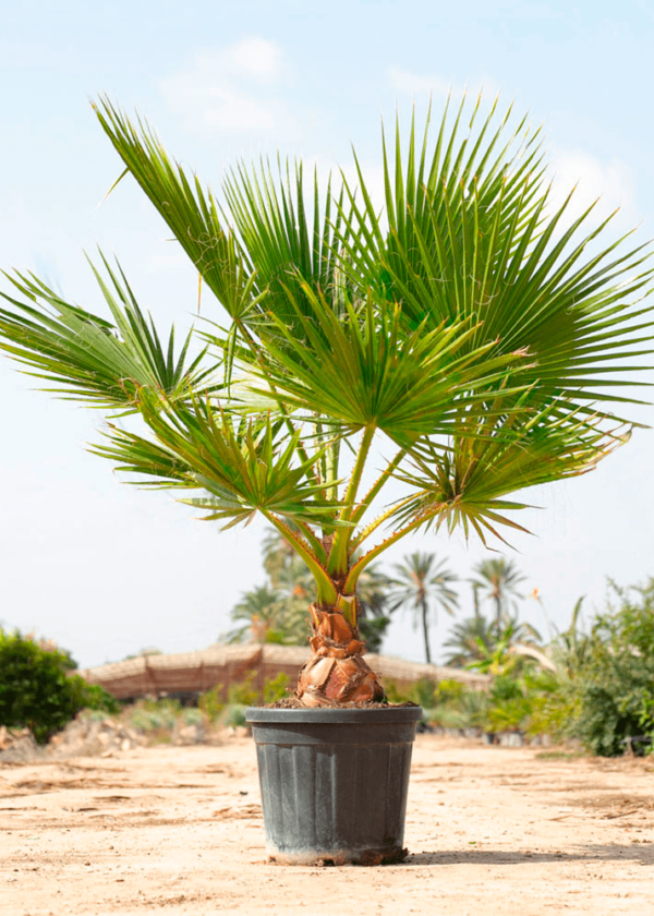 Washingtonia Palm 15G