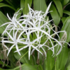 Crinum Asiaticum Lily 7G