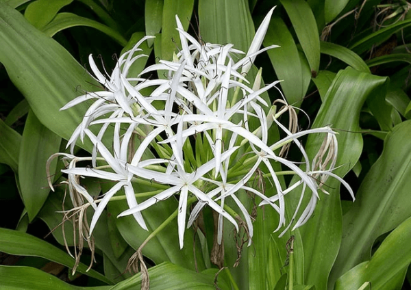 Crinum Asiaticum Lily 7G
