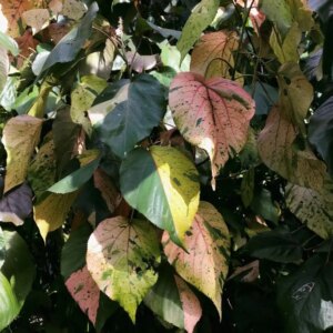 Acalypha Wilkesiana  bont 3G (Copperleaf)