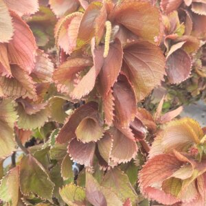 Acalypha Wilkesiana curly 3G (Copperleaf)