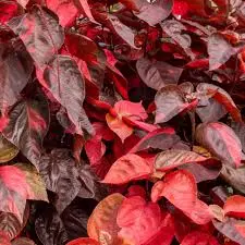 Acalypha Wilkesiana red 3G (Copperleaf)