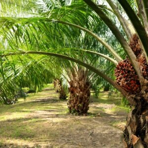 African Oil Palm