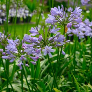 Agapanthus  3G (Lily of the Nile)