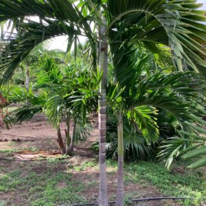 Alexander Palm Double p/mtr