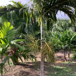 Alexander Palm Single p/mtr