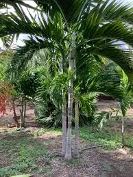 Alexander Palm Triple p/mtr