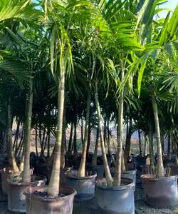 Alexanderpalm 15G