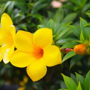 Allamanda 3G ( kelki heel ) (Allamanda schottii)