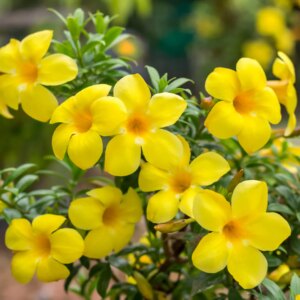 Allamanda 3G ( kelki heel  klein blad)