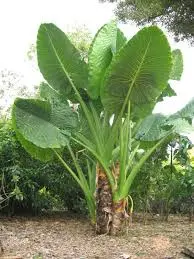 Alocasia 3G (Borneo Giant)