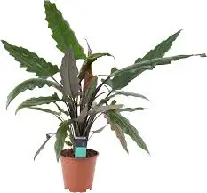 Alocasia 3G (Lauterbaachiana)