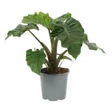 Alocasia 3G (Low Rider)