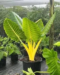 Alocasia 3G Lutea