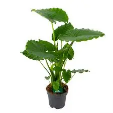 Alocasia 3G (Odora California) Elephant ear