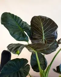Alocasia 3G (Regal Shields)
