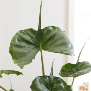 Alocasia 3G Stingray