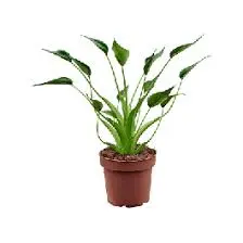 Alocasia 3G (Tiny Dancer)