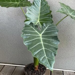 Alocasia 7G(Mayan mask)