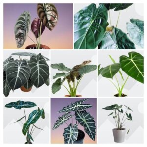Alocasia divers 7G