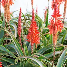 Aloe 7G (Arborescens)