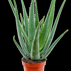 Aloe Vera 3G (Aloe barbadensis miller)