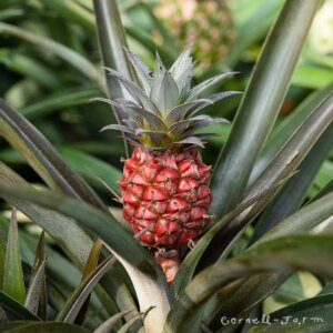 Ananas Lucidus - red pineapple 1G