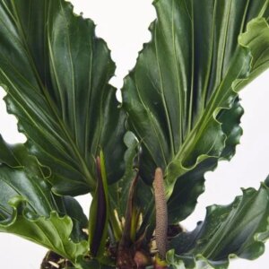 Anthurium 3G