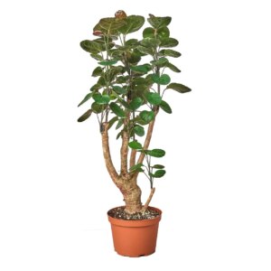 Aralia Fabian 3G (aralia polyscias scutellaria)
