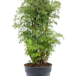 Aralia Ming 3G