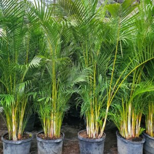Areca palm - kerkpalm 25G