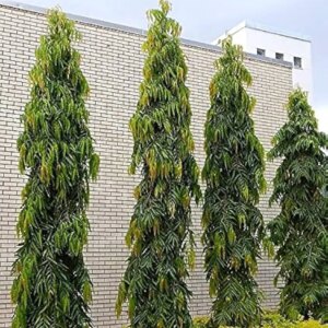 Ashoka Tree 15G (Polyalthia Longifolia)