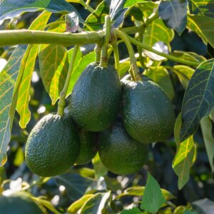 Avocado divers Geent (Persea Americana)