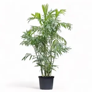 Bamboe palm 15G (Chamadorea Seifrizii)