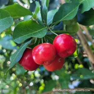 Barbados Cherry 7G