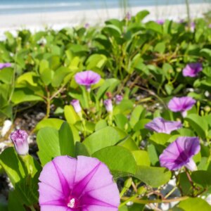 Beach morning glory 1G (Beachcreeper) (Ipomoea pes-caprae)