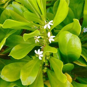 Beach Naupaka 1G (Scaevola frutescens) Sea lettuce - Beach Cabbage