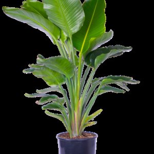 Bird of paradise white 15G (Stelitzia nicolai)