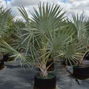 Bismarckia Palm 15G
