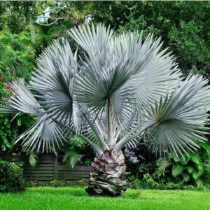 Bismarckia Palm p/mtr