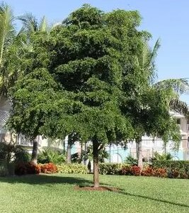 Black Olive Shady Lady p/mtr