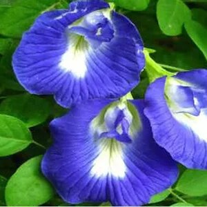 Blue Butterfly Pea - Clitoria 3G