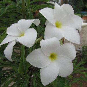Bonairiaanse Oleander 7G (Plumeria Pudica)